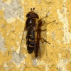 Scaeva selenitica (Meigen, 1822)