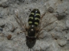 Scaeva sp. Scaeva sp.
