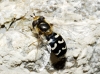 Scaeva pyrastri (Linnaeus, 1758)