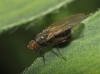 Scaptomyza (Parascaptomyza) pallida (Zetterstedt, 1847)