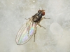 Scaptomyza (Parascaptomyza) pallida (Zetterstedt, 1847)