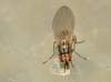 Scaptomyza (Parascaptomyza) pallida (Zetterstedt, 1847)