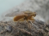 Scathophaga stercoraria (Linnaeus, 1758)
