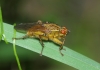 Scathophaga stercoraria (Linnaeus, 1758)