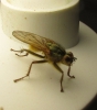 Scathophaga stercoraria (Linnaeus, 1758)
