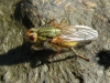 Scathophaga stercoraria (Linnaeus, 1758)