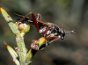 Sepedon (Sepedon) sphegea (Fabricius, 1775)