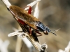 Sepedon (Sepedon) sphegea (Fabricius, 1775)