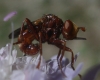 Sicus ferrugineus (Linnaeus, 1761)