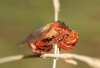 Sicus ferrugineus (Linnaeus, 1761)
