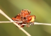 Sicus ferrugineus (Linnaeus, 1761)