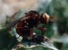 Sicus ferrugineus (Linnaeus, 1761)