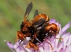 Sicus ferrugineus (Linnaeus, 1761)