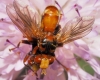 Sicus ferrugineus (Linnaeus, 1761)