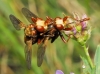 Sicus ferrugineus (Linnaeus, 1761)