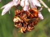 Sicus ferrugineus (Linnaeus, 1761)