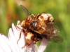 Sicus ferrugineus (Linnaeus, 1761)