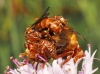 Sicus ferrugineus (Linnaeus, 1761)