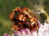 Sicus ferrugineus (Linnaeus, 1761)