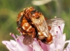 Sicus ferrugineus (Linnaeus, 1761)