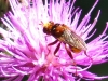 Sicus ferrugineus (Linnaeus, 1761)