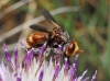 Sicus ferrugineus (Linnaeus, 1761)