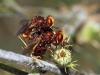 Sicus ferrugineus (Linnaeus, 1761)