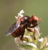 Sicus ferrugineus (Linnaeus, 1761