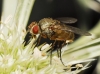 Siphona sp.