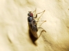 Sphaeroceridae