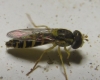 Sphaerophoria cf. scripta (Linnaeus, 1758)