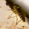 Sphaerophoria cf. scripta (Linnaeus, 1758)