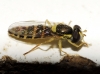 Sphaerophoria cf. scripta (Linnaeus, 1758)