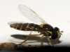 Sphaerophoria cf. scripta (Linnaeus, 1758)