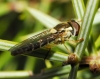 Sphaerophoria cf. scripta (Linnaeus, 1758)