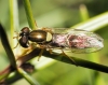 Sphaerophoria cf. scripta (Linnaeus, 1758)