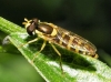 Sphaerophoria cf. scripta (Linnaeus, 1758)