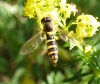 Sphaerophoria cf. scripta (Linnaeus, 1758)