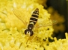 Sphaerophoria cf. scripta
