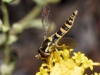 Sphaerophoria cf. scripta