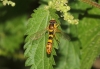 Sphaerophoria scripta (Linnaeus, 1758)