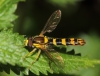 Sphaerophoria scripta (Linnaeus, 1758)