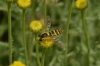 Sphaerophoria scripta (Linnaeus, 1758) [?]