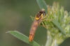Sphaerophoria scripta (Linnaeus, 1758)