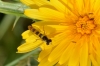 Sphaerophoria scripta (Linnaeus, 1758)
