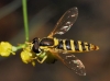Sphaerophoria scripta (Linnaeus, 1758) [?]