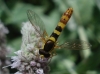Sphaerophoria scripta (Linnaeus, 1758)