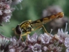Sphaerophoria scripta (Linnaeus, 1758)