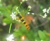 Sphaerophoria scripta (Linnaeus, 1758)