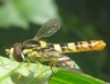 Sphaerophoria scripta (Linnaeus, 1758)